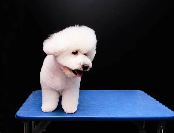 Bichon Frieze puro na mesa de preparação depois de um corte de cabelo para a raça. — Fotografia de Stock