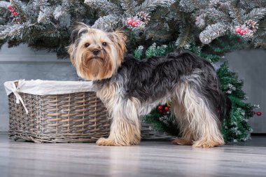 Bir Yorkshire Teriyeri ve bir sürü saçı var. Köpeğin bir tımarcının yardımına ihtiyacı var..