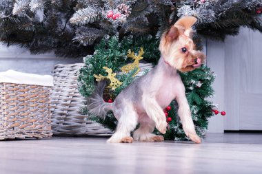 Bir Yorkshire Teriyeri Noel için süslenmiş bir Noel ağacının önünde oturuyor..
