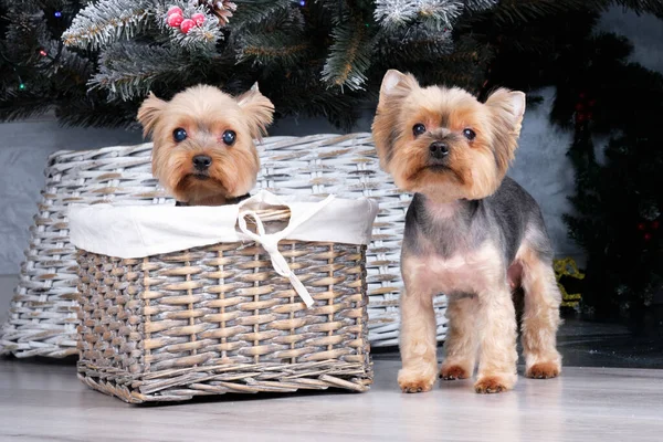 Dois Yorkshire Terriers sob a árvore após os procedimentos de preparação em um groomer home. — Fotografia de Stock