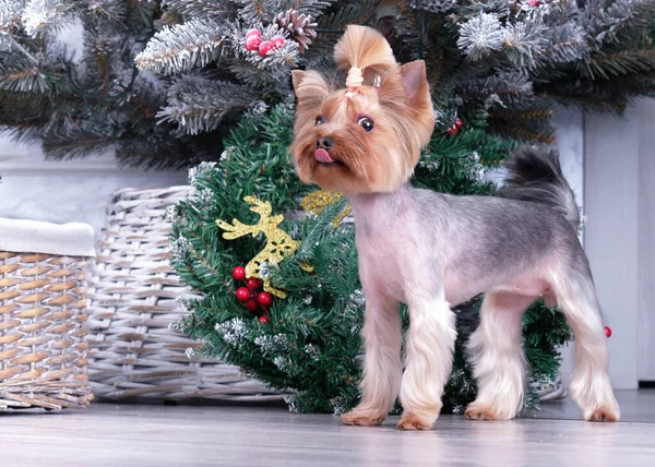 Un Yorkshire Terrier dans un rack pointe sa langue vers une toiletteuse près d'un arbre de Noël décoré. — Photo