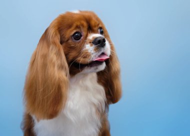 Portrait of a Cavalier king Charles Spaniel in close-up isolated on a blue background. clipart