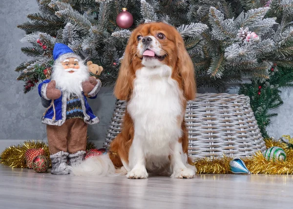 Cavalier King Charles Spaniel sitting in front of Christmas tree