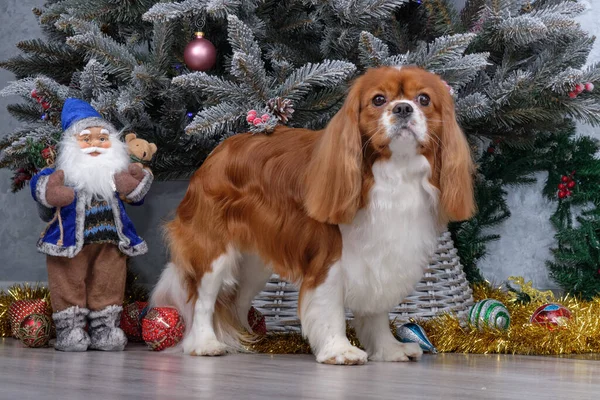 Beskuren kavaljerkung Charles Spaniel framför julgranen. — Stockfoto