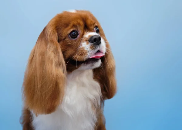 Charles Spaniel 'in portresi mavi bir arka planda izole edilmiş..