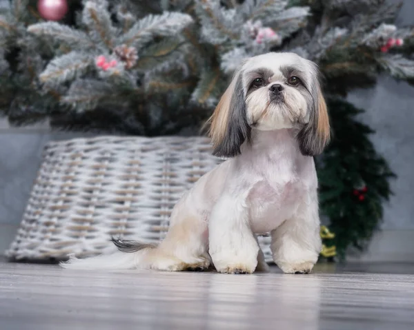 Shih Tzu köpeği. Kısa saçlı. Önden baktıktan sonra.. — Stok fotoğraf