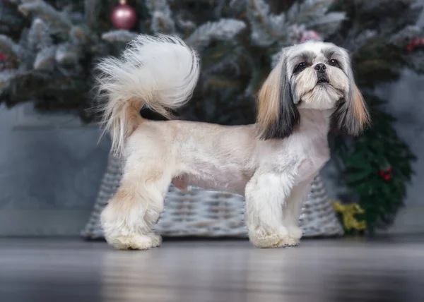 Şirin bir shih Tzu köpeği Noel ağacının önünde duruyor. Mutlu yıllar, tatil, parti ve tatil konsepti. — Stok fotoğraf