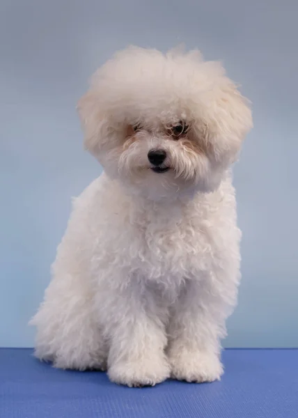 O cão Bichon Frieze fica em cima da mesa na sala de preparação antes do início do corte de cabelo. — Fotografia de Stock