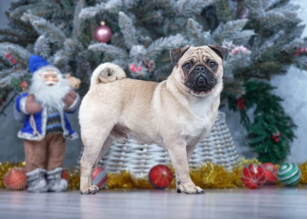 Oyuncak Noel Baba 'yla bir Noel ağacının arka planında duran sevimli beyaz köpek.. — Stok fotoğraf