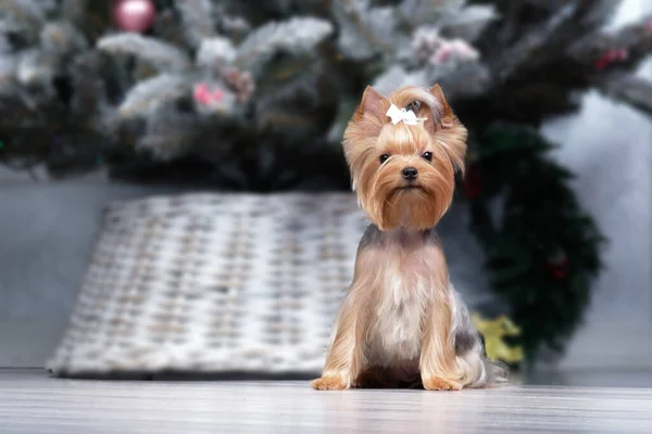 Yorkshire Teriyeri bir Noel ağacının arka planında oturuyor. Üreme standardına göre güzel saç kesimi — Stok fotoğraf