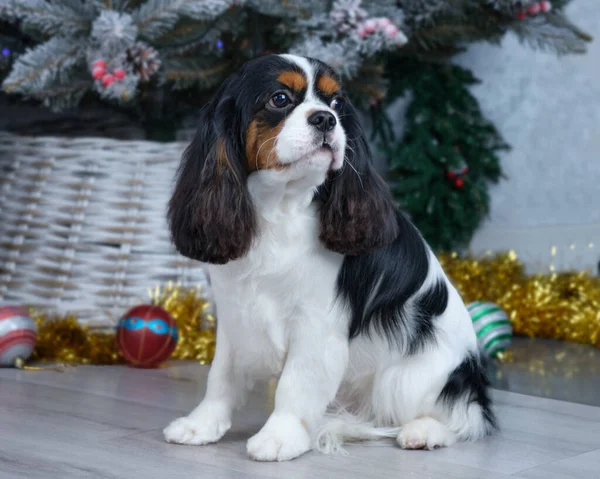 Cavalier King Charles Spaniel senta-se no chão em frente à árvore de Natal após a preparação. — Fotografia de Stock