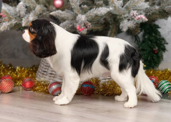 A Cavalier King Charles Spaniel stands in front of a Christmas tree after grooming at an animal salon. — Stock Photo, Image