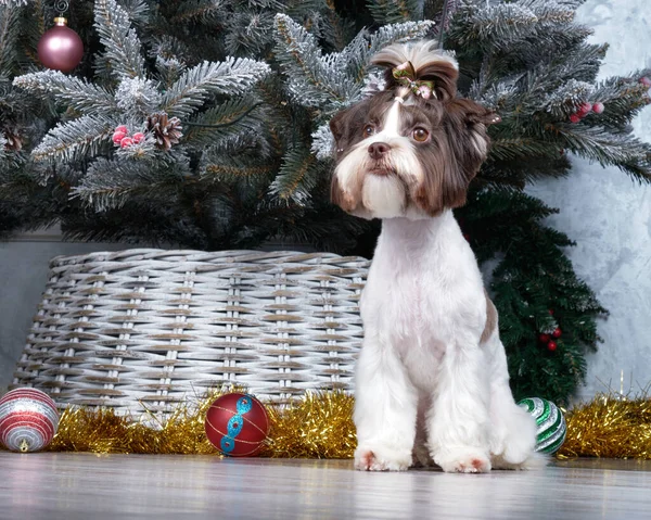 Chocolate Biewer Yorkshire Terrier senta-se na frente da árvore de Natal. E a cabeça tem um arco com um rabo de cavalo. — Fotografia de Stock