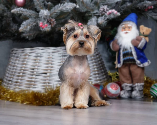 A beautiful Yorkshire terrier sits next to a toy Santa Claus. — Stock Photo, Image