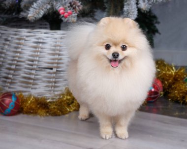 Açık bir renge yakın çekim yaptıktan sonra Pomeranya Dili.