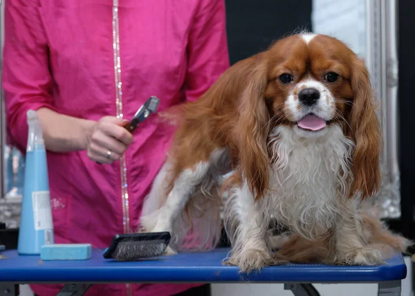 Şövalye Kral Charles Spaniel evcil hayvan salonunda..