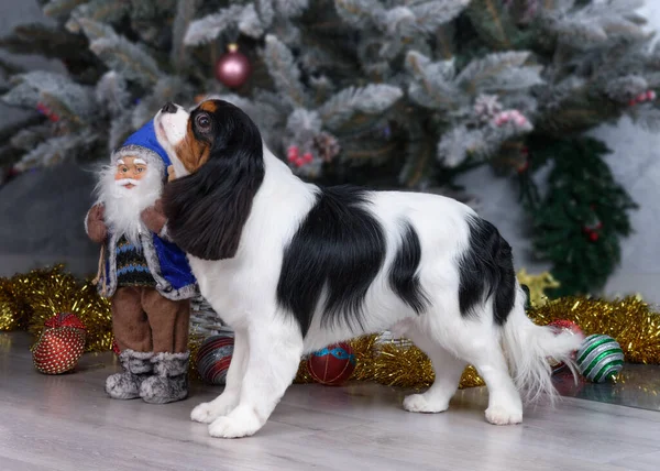 Şövalye Kral Charles Spaniel tımardan sonra yakınlaşıyor..