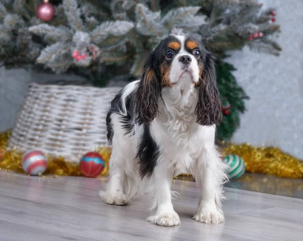 Cavaleiro Rei Charles Spaniel close-up após a preparação. — Fotografia de Stock