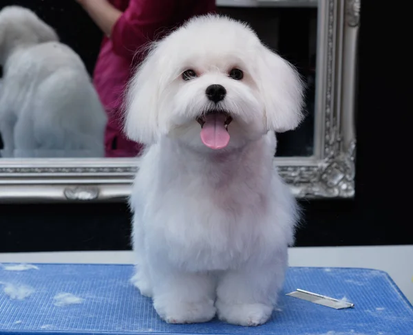 Chien maltais est debout sur la table de toilettage et souffler une framboise à la caméra. — Photo