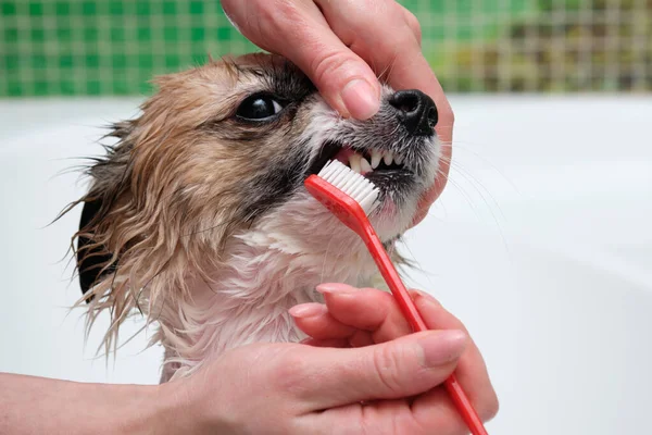 Human hand with a toothbrush is brushing the dogs teeth in front of light background — Stock Photo, Image