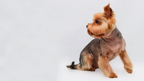 요크셔 테리어는 회색으로 고립 된 채앉아 있고, 개는 뒤로 돌아서고 있다. 몸단장을 한 후 — 스톡 사진