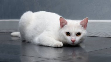 Güzel beyaz bir kedi yerde yatar ve atlamaya hazırlanır..