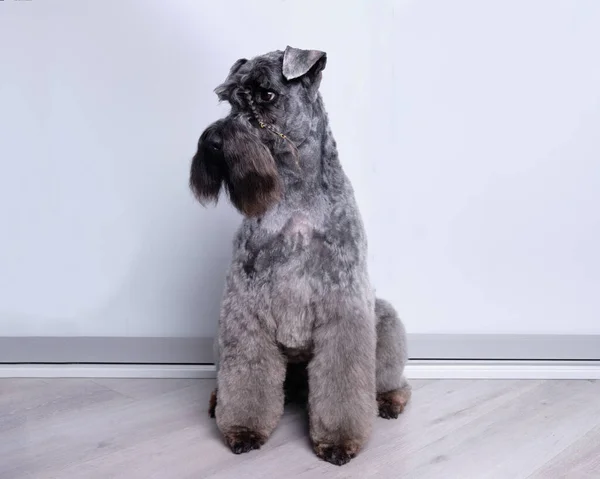 Kerry Blue terrier gösteri köpeği, kuaförden sonra saç kesimini gösteriyor. üreme temsilcisi