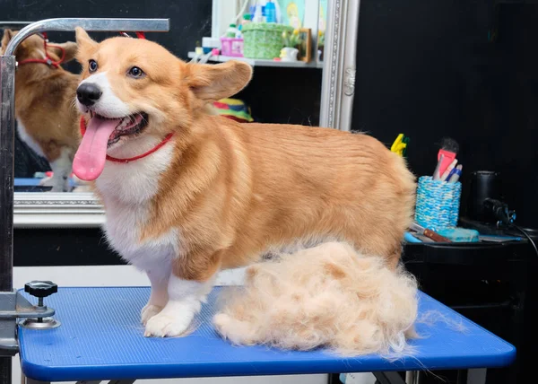 Welsh Corgi stojí na upravovacím stolku u kabátu po zastřižení v kabině pro zvířata. — Stock fotografie