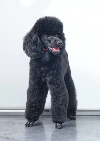 Un caniche noir se tient devant un fond blanc montrant sa coupe de cheveux après avoir visité un salon d'animaux. — Photo