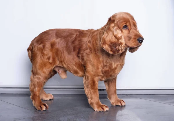 English Cocker Spaniel dog after grooming procedure stands in the rack. — Stock Photo, Image