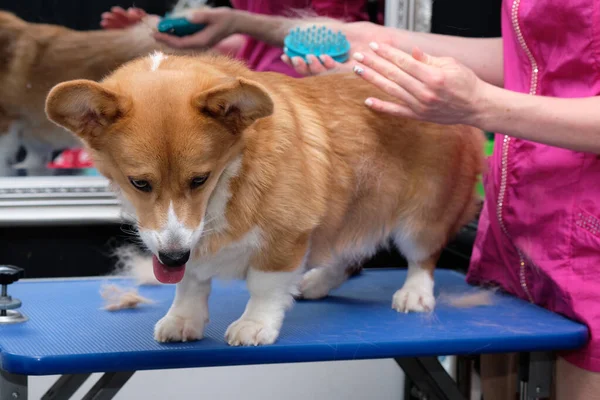 Welsh Corgi ekspres deri. Kadınların elleri, paltosu olan bir köpeğe ekspres deri yapmak için fırça kullanır.