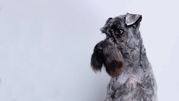 Beyaz arka planda Kerry mavi teriyerinin portresi. İzole edilmiş. Köpeğin kafasında kaş kılından yapılmış bir at kuyruğu var.