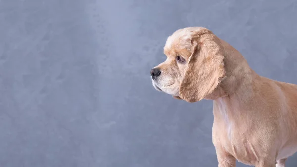 American Cocker Spaniel close-up on the background of plaster. — Stock Photo, Image