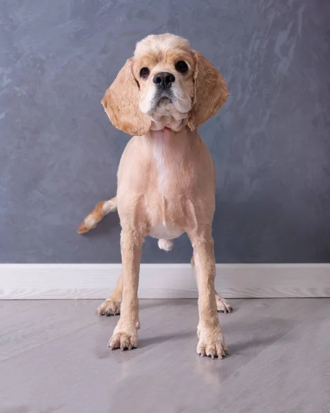 미국의 코커 스페인 강아지 전면시야. 개는 애완 동물용 미용실에서 잘린다. — 스톡 사진