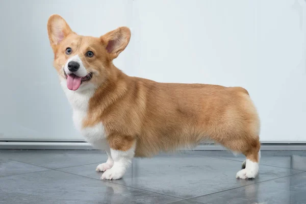 Beautiful, kind, well-groomed and young red dog Welsh Corgi Pembroke close-up on a light background. — Stock Photo, Image