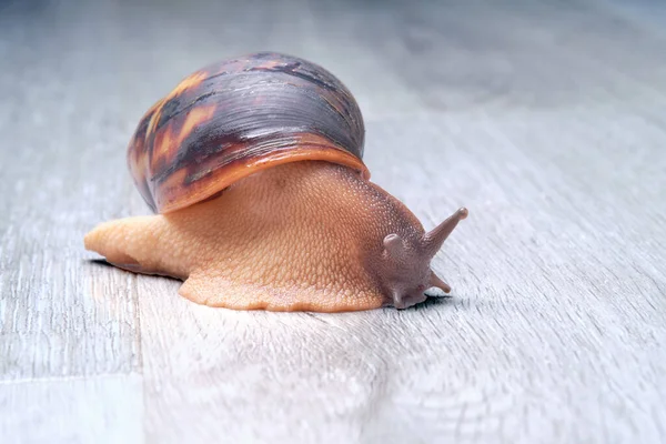 Obrovský šnek Achatina fulica se plazí po křemenné podlaze bytu. — Stock fotografie