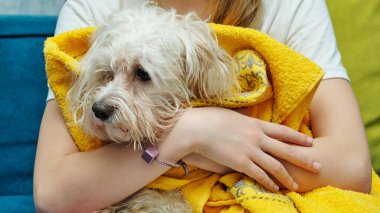 Sarı havluyla gezen Maltalı süs köpeği, bir kızın ellerinde banyo yaptıktan sonra.