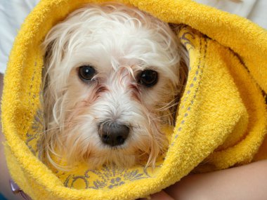 Islak kürklü sarı havluyla Malta köpeği