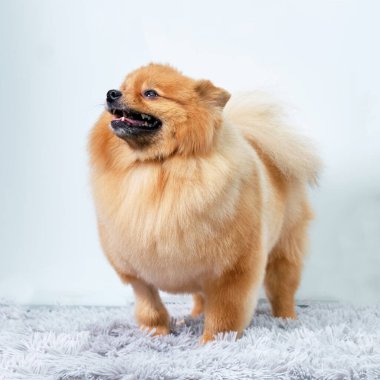 turuncu pomeranian, beyaz arka plandaki halının üzerinde duruyor.