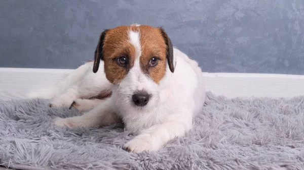 Jack Russell Terrier halıyı budadıktan sonra gri duvara yaslanır.