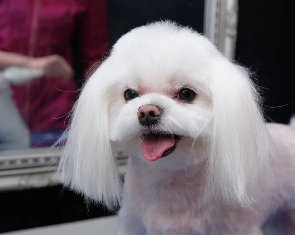 Maltese lapdog close-up portrait in the animal salon.