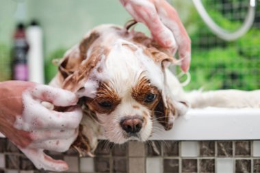 Şövalye Kral Charles Spaniel banyoda yıkanır. Kadınların elleri köpeklerin başına köpük sürer.