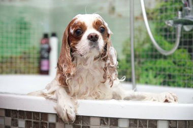 Komik ve sevimli Şövalye Kral Charles Spaniel banyoda köpük içinde duruyor. Hayvan bakımı kavramı