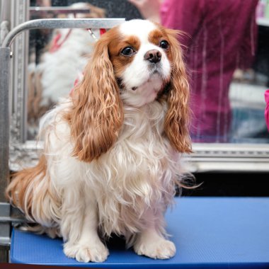 Şövalye Kral Charles Spaniel kıllı evcil hayvan bakımı için ofiste bir saç kesiminin önünde oturuyor..