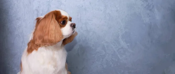 Cavalier kung charles spaniel hund porträtt på en grå bakgrund. Hunden tittar bort. — Stockfoto