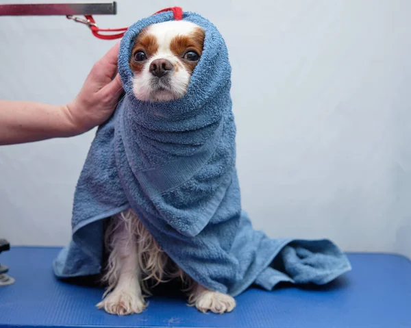 Süvari Kral Charles Spaniel mavi havluyla Gromiha için masanın üzerinde..