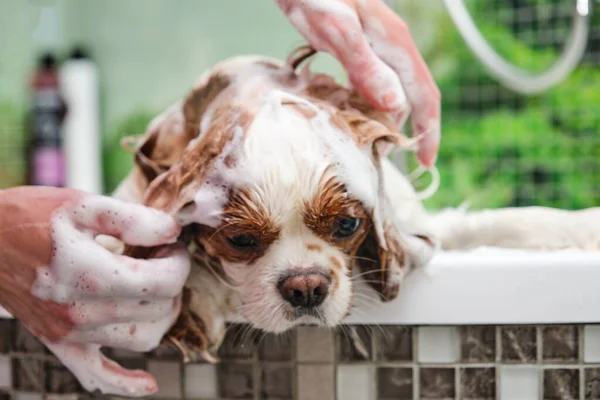 Şövalye Kral Charles Spaniel banyoda yıkanır. Kadınların elleri köpeklerin başına köpük sürer.
