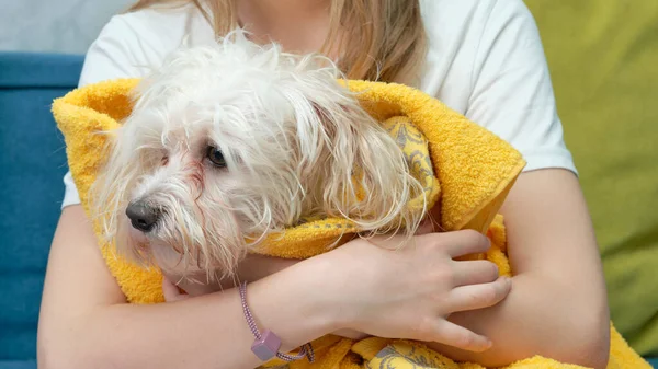 Sarı havluya sarılmış ıslak bir Malta köpeği.
