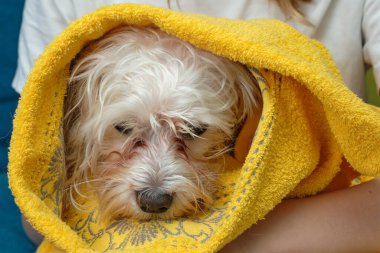 Islak kafalı bir Maltalı süs köpeği havluya sarılmış..