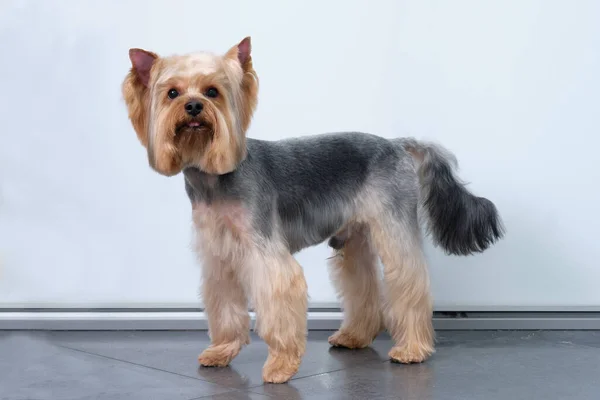 Yorkshire Terrier stands on a light background after grooming — Stock Photo, Image